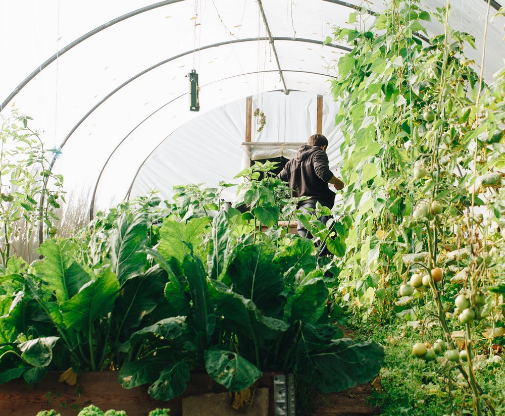 парник купить недорого