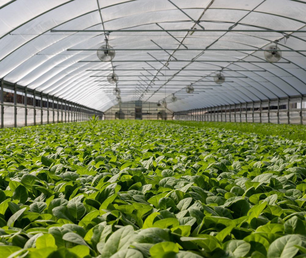 парник для дачи купить